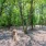 dog park area with dog surrounded by trees J Veridian Upper Dublin Fort Washington PA luxury apartments 